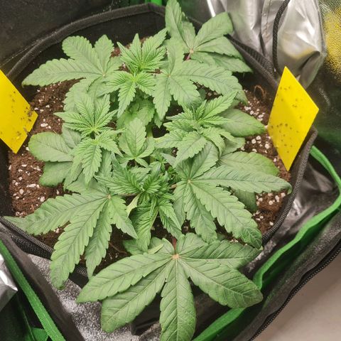 Gelato growlog timeline photo