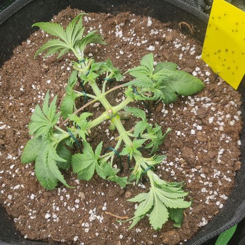 Gelato growlog timeline photo
