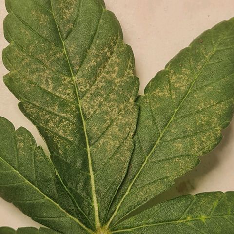 Gelato growlog photo: Krankheitsbild Tag 1