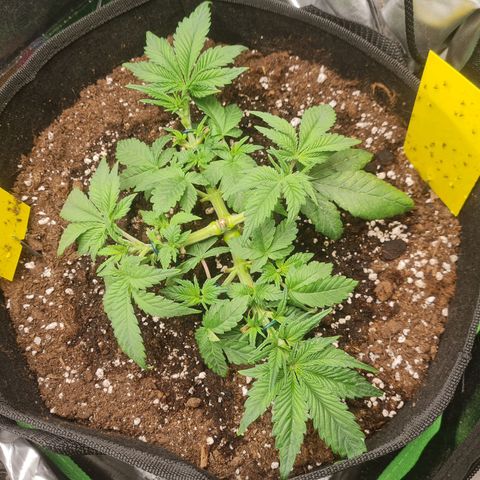 Gelato growlog photo: Krankheitsbild Tag 1