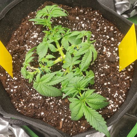 Gelato growlog photo: Krankheitsbild Tag 1
