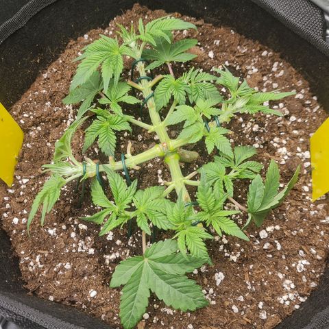 Gelato growlog timeline photo