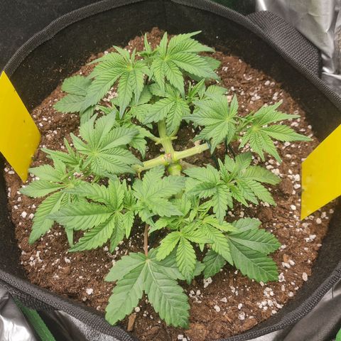 Gelato growlog timeline photo