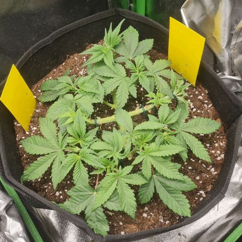 Gelato growlog timeline photo