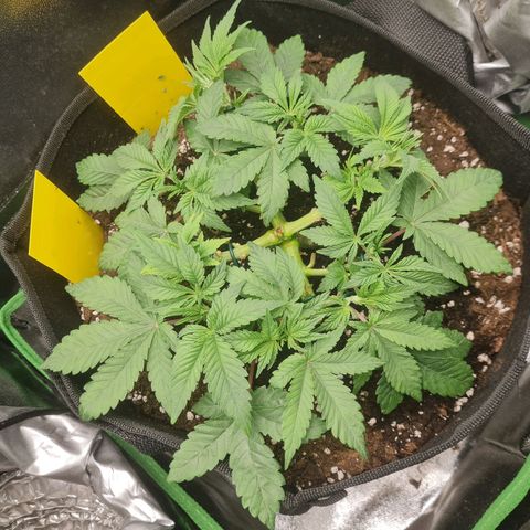Gelato growlog timeline photo