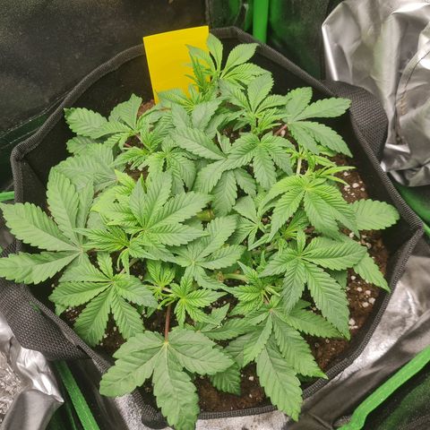 Gelato growlog timeline photo