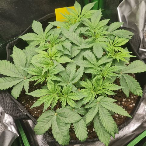 Gelato growlog timeline photo