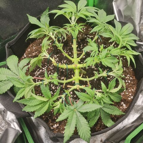 Gelato growlog timeline photo