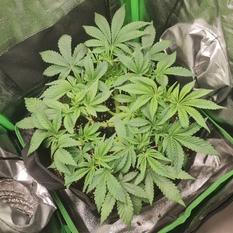 Gelato growlog timeline photo