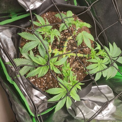 Gelato growlog timeline photo
