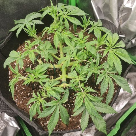 Gelato growlog timeline photo