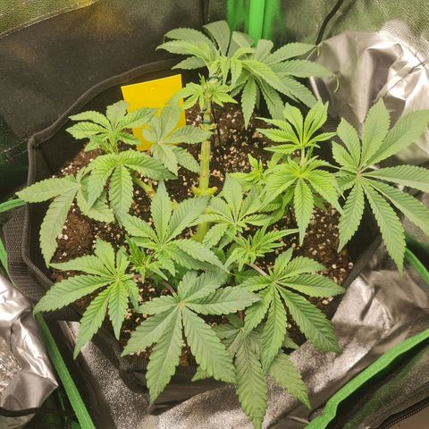 Gelato growlog timeline photo