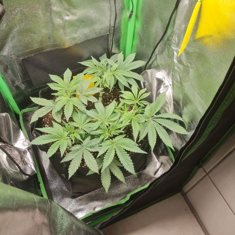 Gelato growlog photo: Tag 1 Mangel