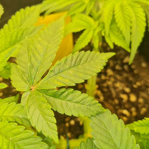 Gelato growlog photo: Tag 1 Mangel