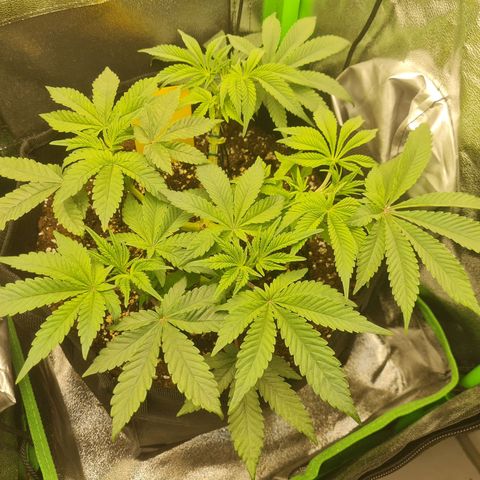 Gelato growlog photo: Tag 1 Mangel