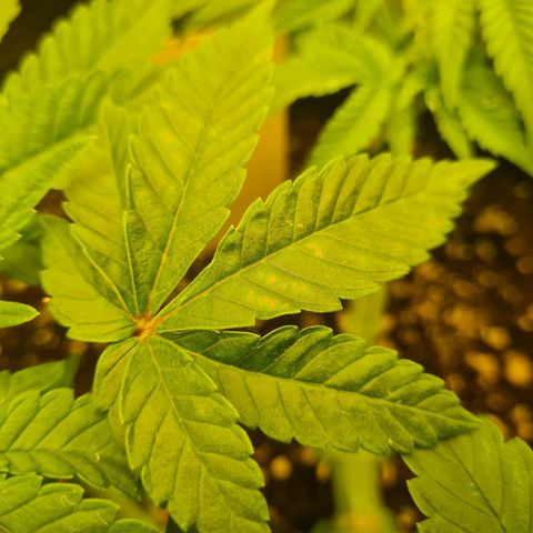 Gelato growlog photo: Tag 1 Mangel