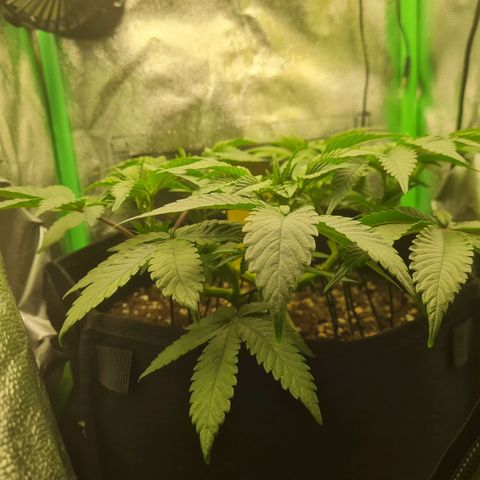 Gelato growlog timeline photo