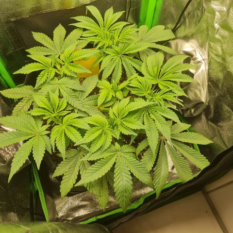Gelato growlog timeline photo