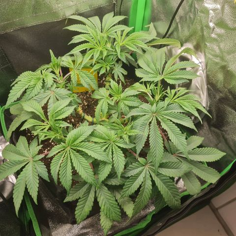Gelato growlog timeline photo