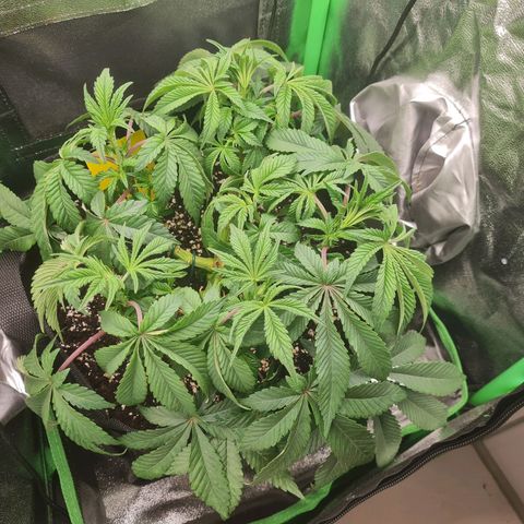 Gelato growlog timeline photo
