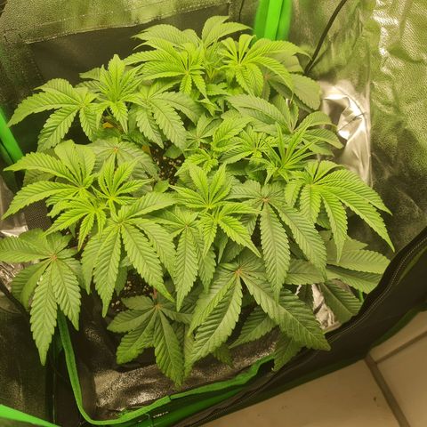 Gelato growlog timeline photo