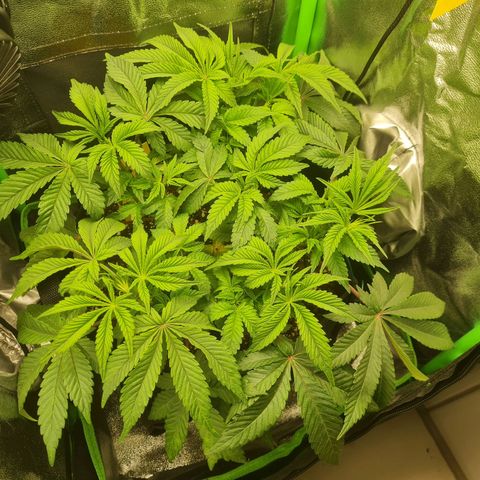 Gelato growlog timeline photo