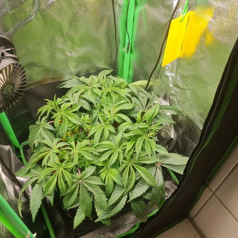 Gelato growlog timeline photo