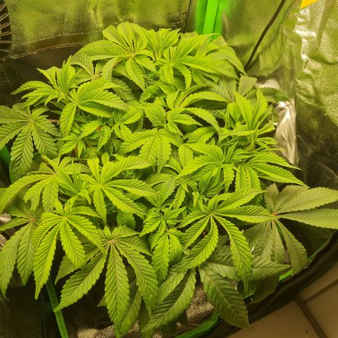 Gelato growlog timeline photo