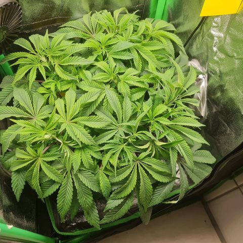 Gelato growlog timeline photo