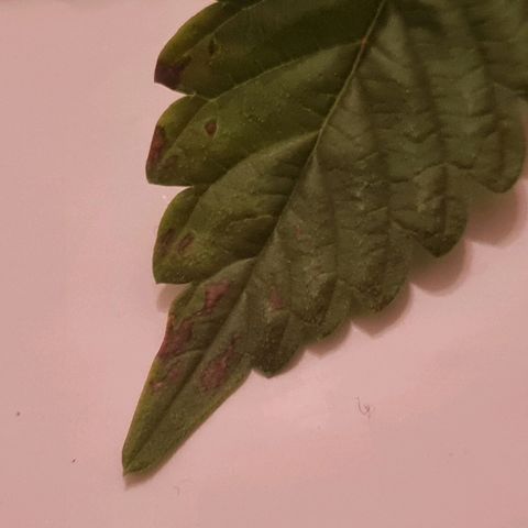 Gelato growlog timeline photo