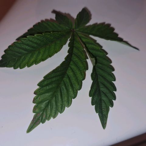 Gelato growlog timeline photo