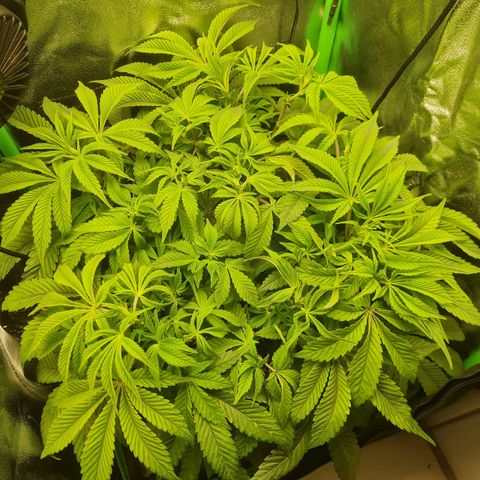Gelato growlog timeline photo