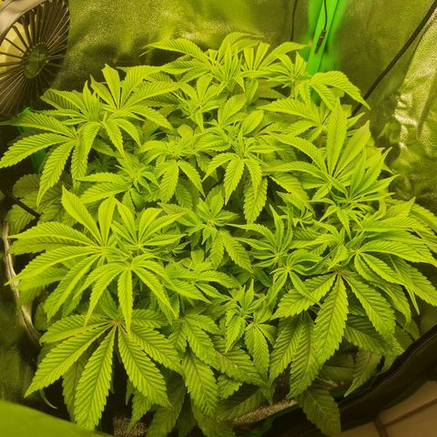 Gelato growlog timeline photo