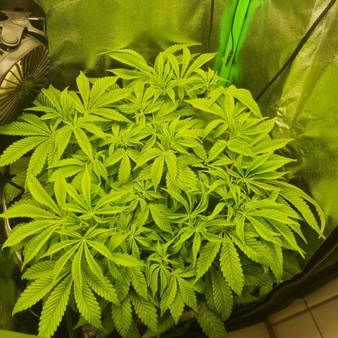 Gelato growlog timeline photo