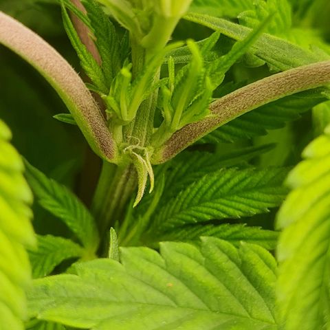 Gelato growlog timeline photo