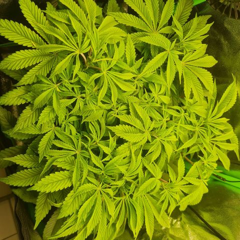 Gelato growlog timeline photo