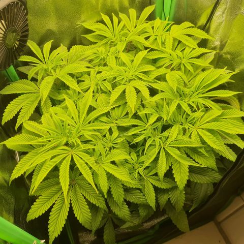 Gelato growlog timeline photo