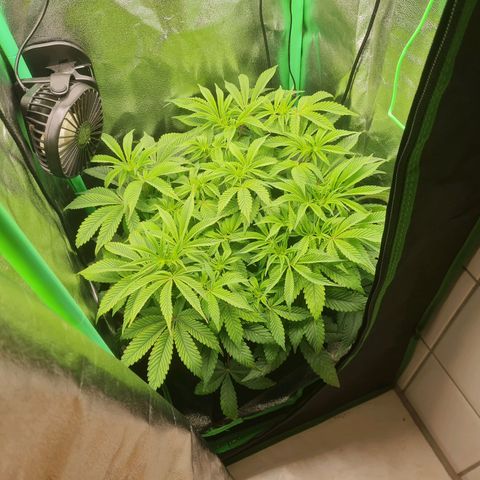 Gelato growlog timeline photo