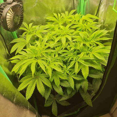 Gelato growlog timeline photo