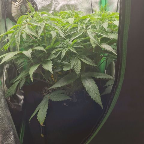 Gelato growlog timeline photo