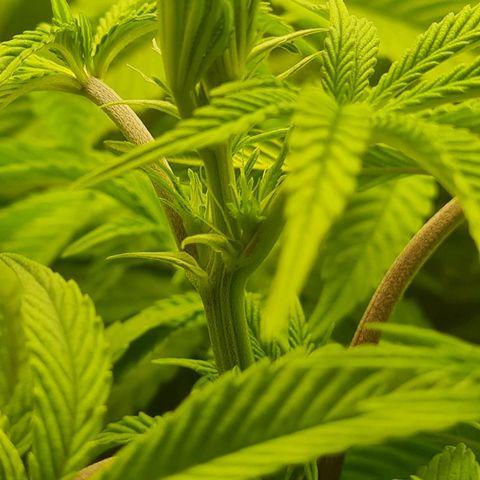 Gelato growlog timeline photo