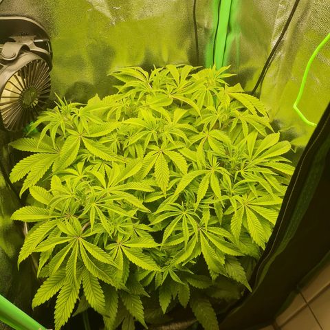 Gelato growlog timeline photo