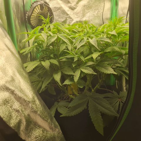 Gelato growlog timeline photo