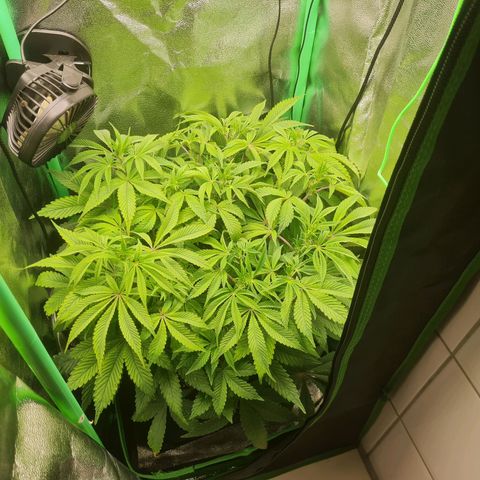 Gelato growlog timeline photo