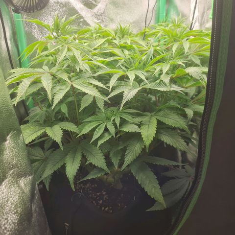 Gelato growlog timeline photo