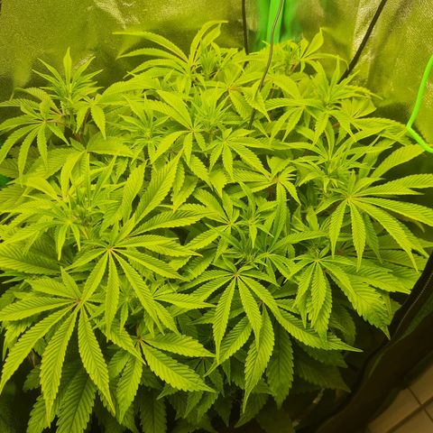 Gelato growlog timeline photo