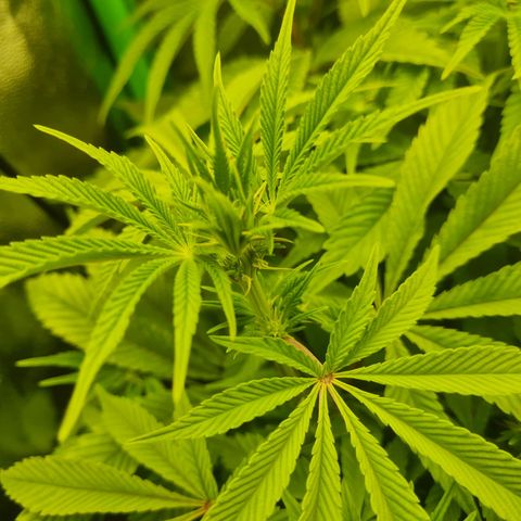 Gelato growlog timeline photo