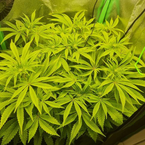 Gelato growlog timeline photo