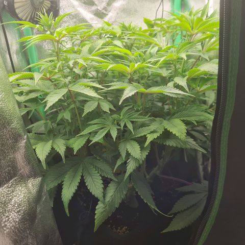 Gelato growlog timeline photo