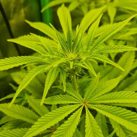 Gelato growlog timeline photo